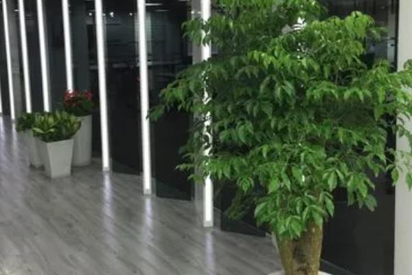 幸福树开花寓意着什么风水