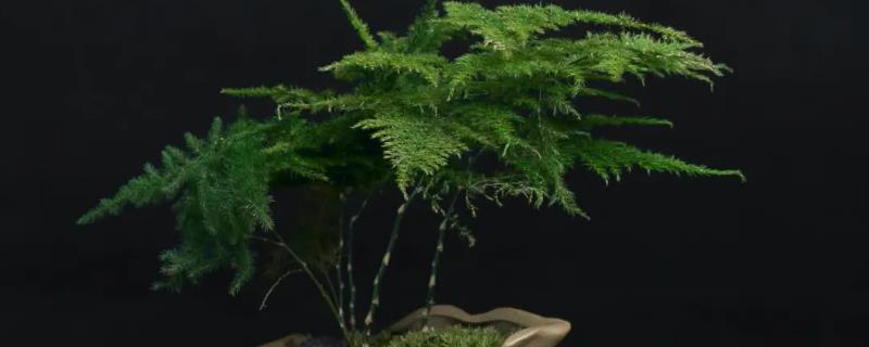 文竹的寓意和象征风水