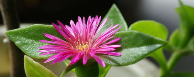 穿心莲花的养殖方法