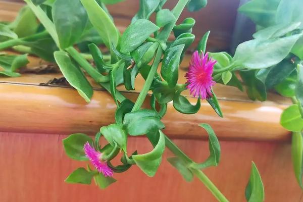 穿心莲花应该如何养殖，穿心莲介绍