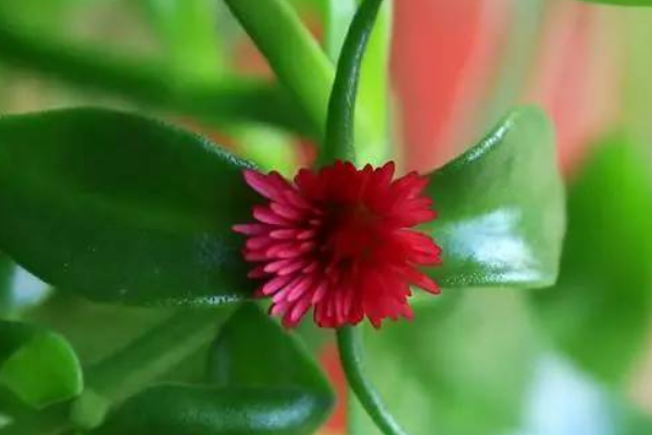 穿心莲花应该如何养殖，附穿心莲简介