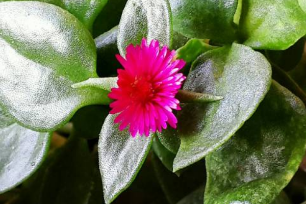 穿心莲花应该如何养殖，附穿心莲简介