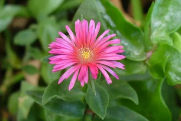穿心莲花应该如何养殖，附穿心莲简介