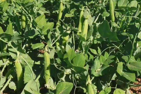 六月份种植什么蔬菜