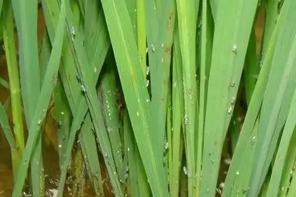 水稻害虫有哪些