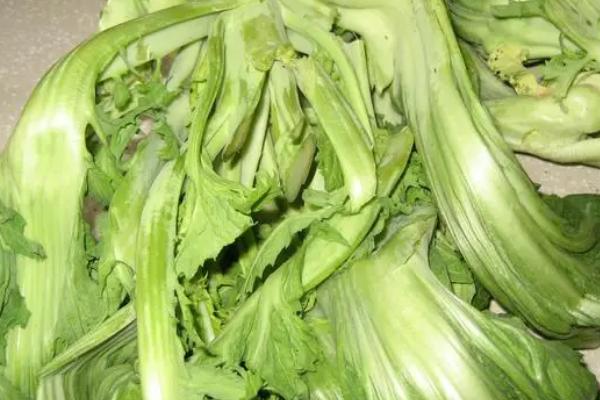 芥菜什么时候播种最好