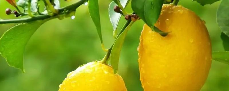 柠檬树的寓意和风水