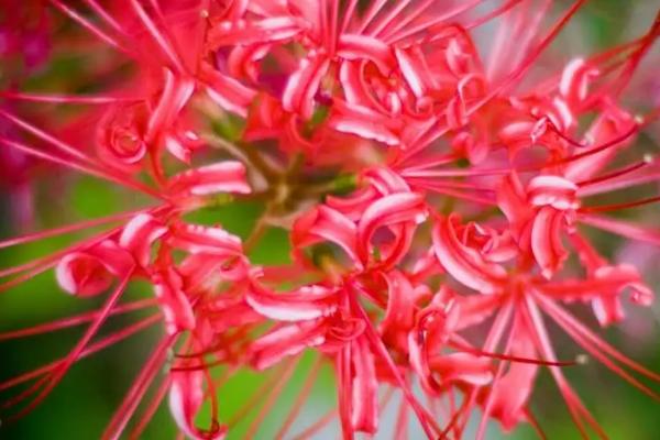 种彼岸花会不会不吉利