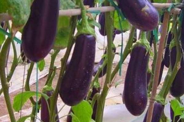 茄子高产种植管理，附病虫害防治工作