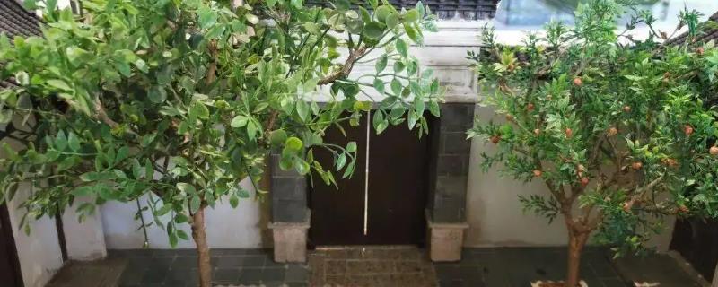 庭院十大吉祥树排名