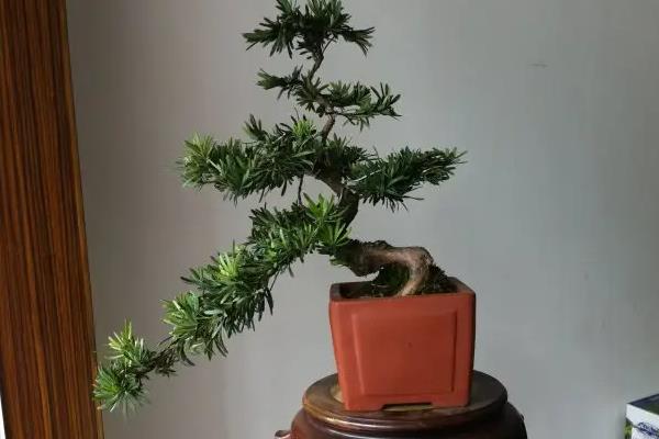 庭院十大吉祥树排名
