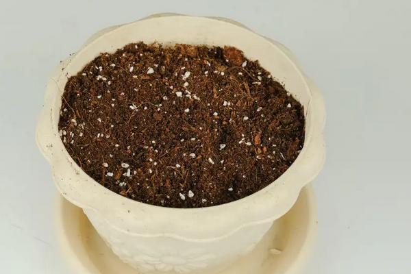 天竺葵种植要点，附病虫害防治方法