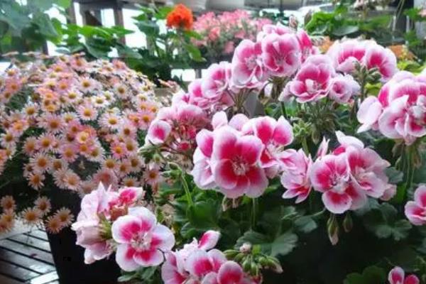 天竺葵种植要点，附病虫害防治方法
