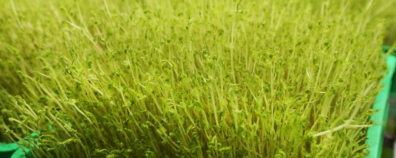 香椿芽苗菜栽培技术