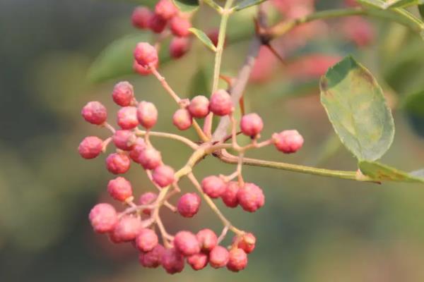 花椒几月份成熟可以采摘