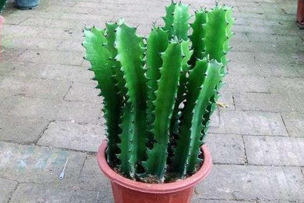 龙骨花的寓意和象征