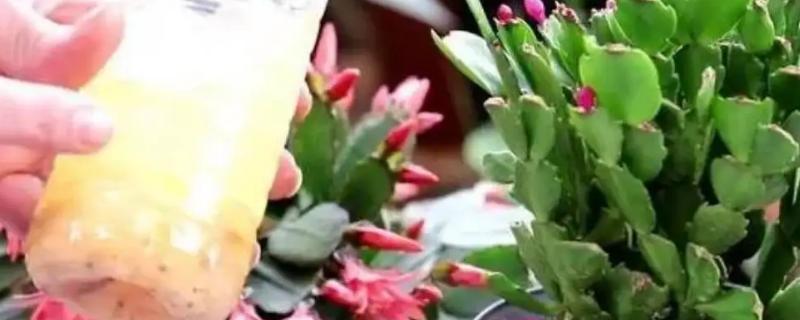 苹果皮泡水浇花有什么好处和坏处