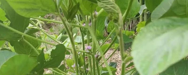 大豆药害怎么办