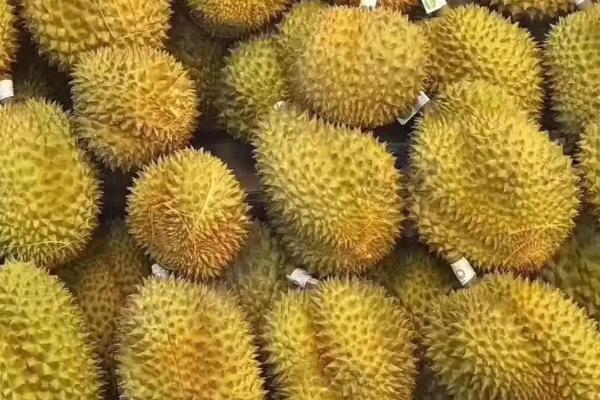 榴莲什么时候吃是应季