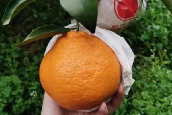耙耙柑什么时候上市和下市