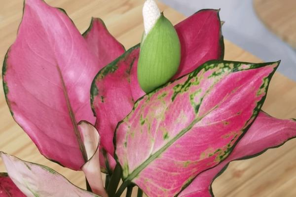 吉利红开花预兆什么