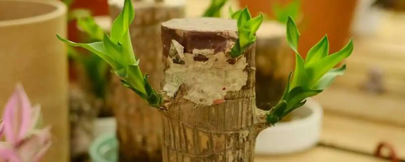 巴西木的寓意和象征