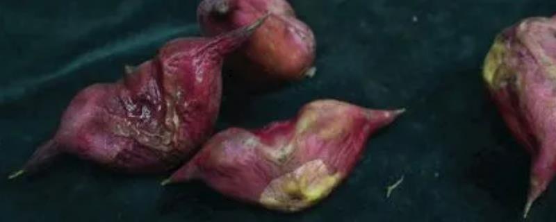 菱角长在泥里还是水里