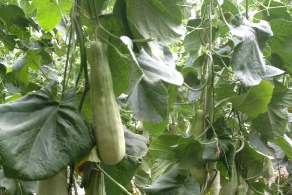 羊角蜜甜瓜从种植到成熟多长时间