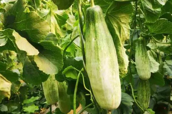 羊角蜜甜瓜从种植到成熟多长时间