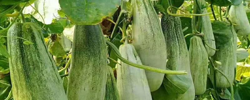 羊角蜜甜瓜从结果到成熟多少天