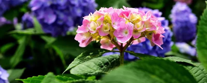 绣球花为什么叫招鬼花