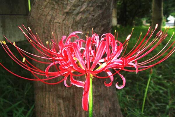 绣球花为什么叫招鬼花