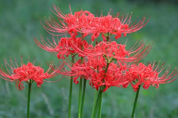 绣球花为什么叫招鬼花