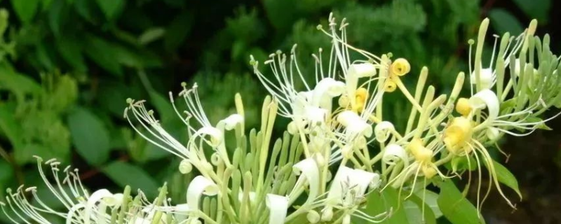 金银花怎么过冬
