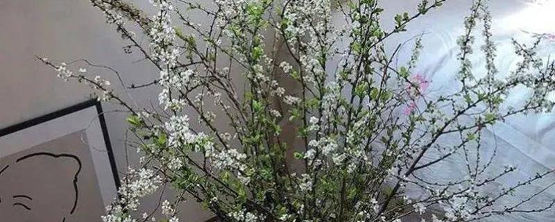 雪柳干枝开过花就报废了吗