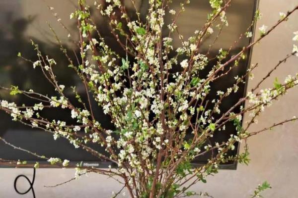 雪柳干枝开过花就报废了吗