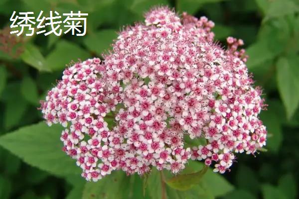 蔷薇科植物有哪些