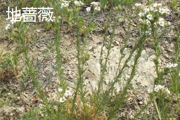 蔷薇科植物有哪些