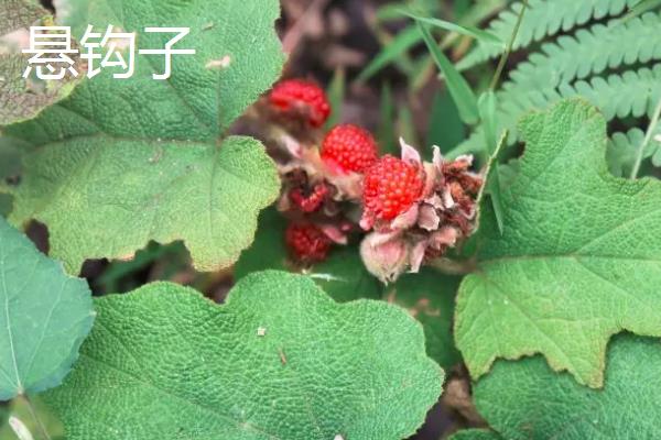 蔷薇科植物有哪些
