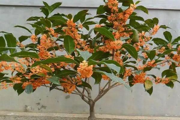 桂花树为什么不能栽在家里