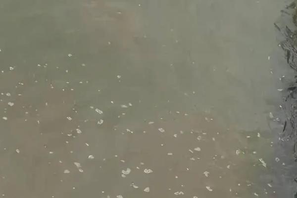 鱼塘水变黑用什么改善水质