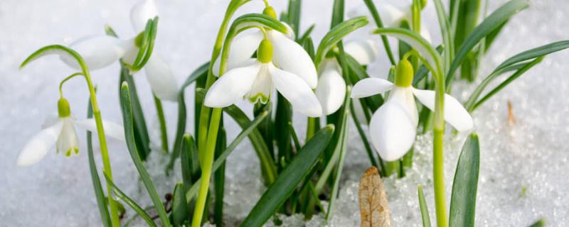 雪水浇花好不好