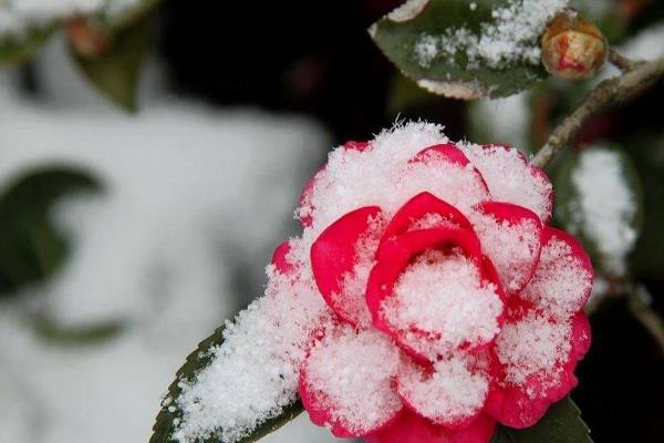 雪水浇花好不好