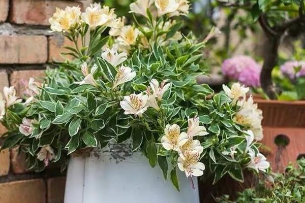 雪水浇花好不好