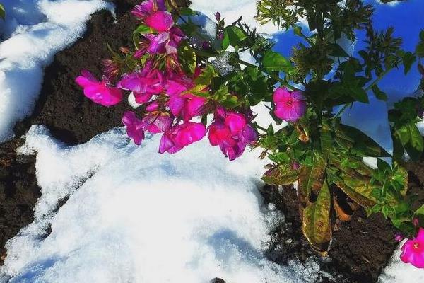 雪水浇花好不好