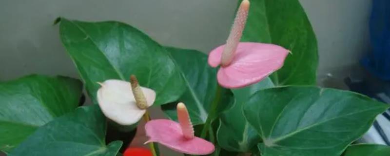 粉掌的风水寓意