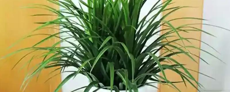 龙血树的寓意与风水