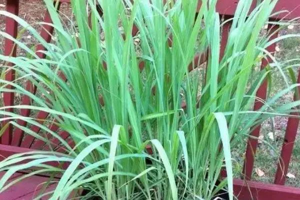 为什么家里不能种香茅草
