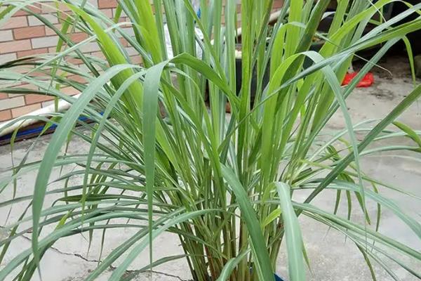 为什么家里不能种香茅草