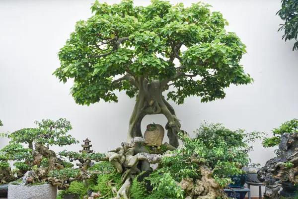 家里养菩提树好不好